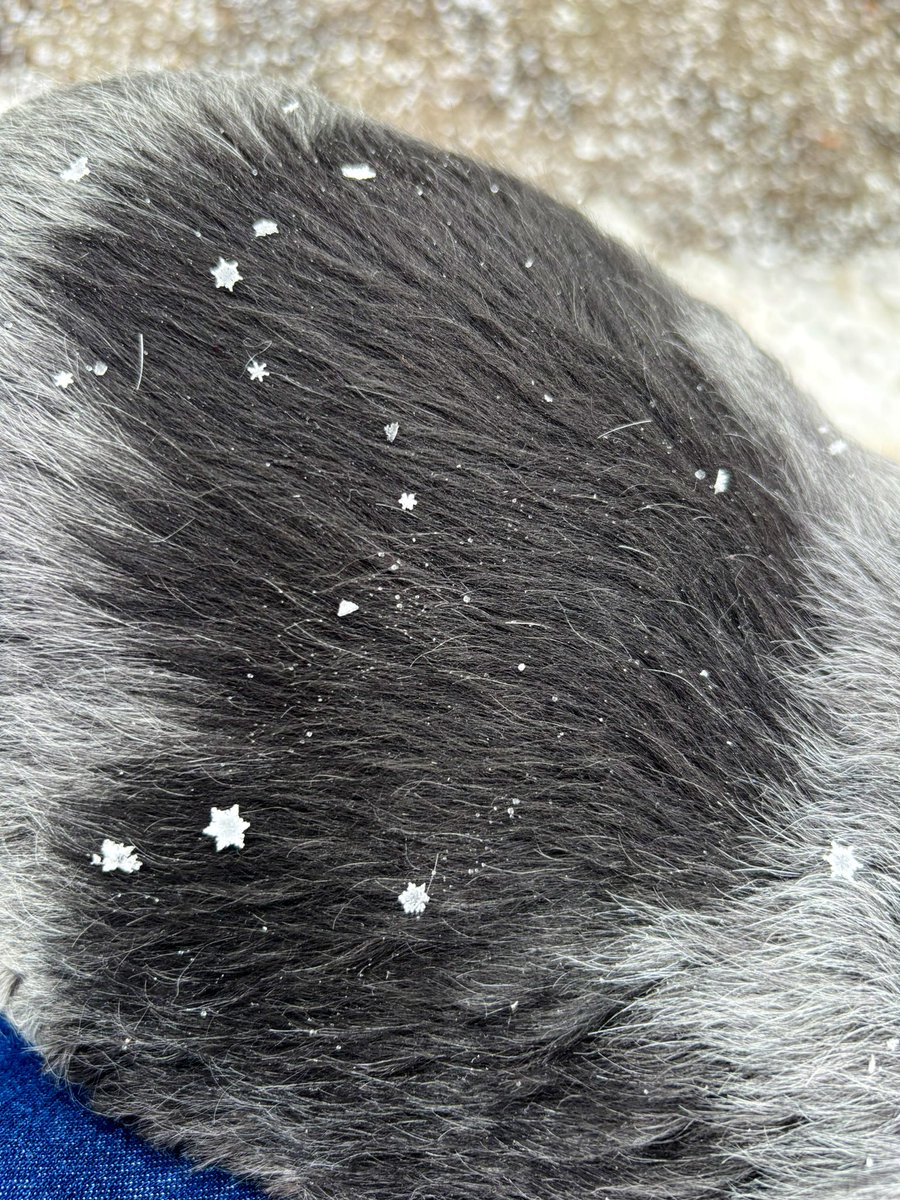 amneds9's tweet photo. きょう雪の結晶おっきかったー❄️✨

#札幌 https://t.co/fIeUXHKcaY
