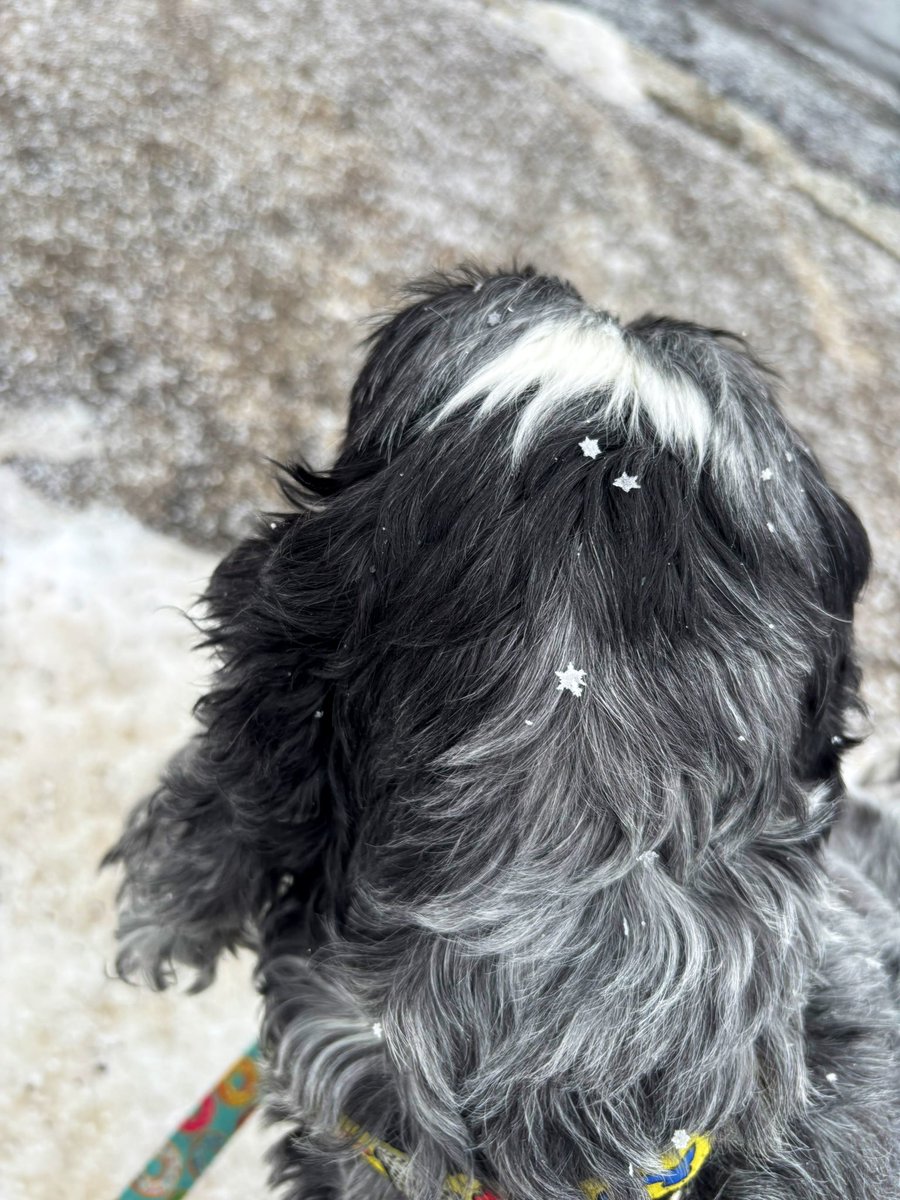 amneds9's tweet photo. きょう雪の結晶おっきかったー❄️✨

#札幌 https://t.co/fIeUXHKcaY