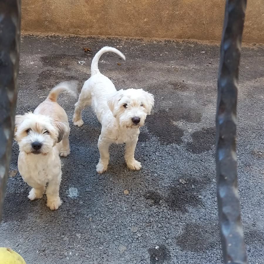 Sahibi barınağa terk edecek acil yuva aranıyor 🥺

İnstagram <a href="/oluadamasevi/">ÜNAL NAFİZ HEKİM</a> 

#sokakhayvanlarısahipsizdeğildir