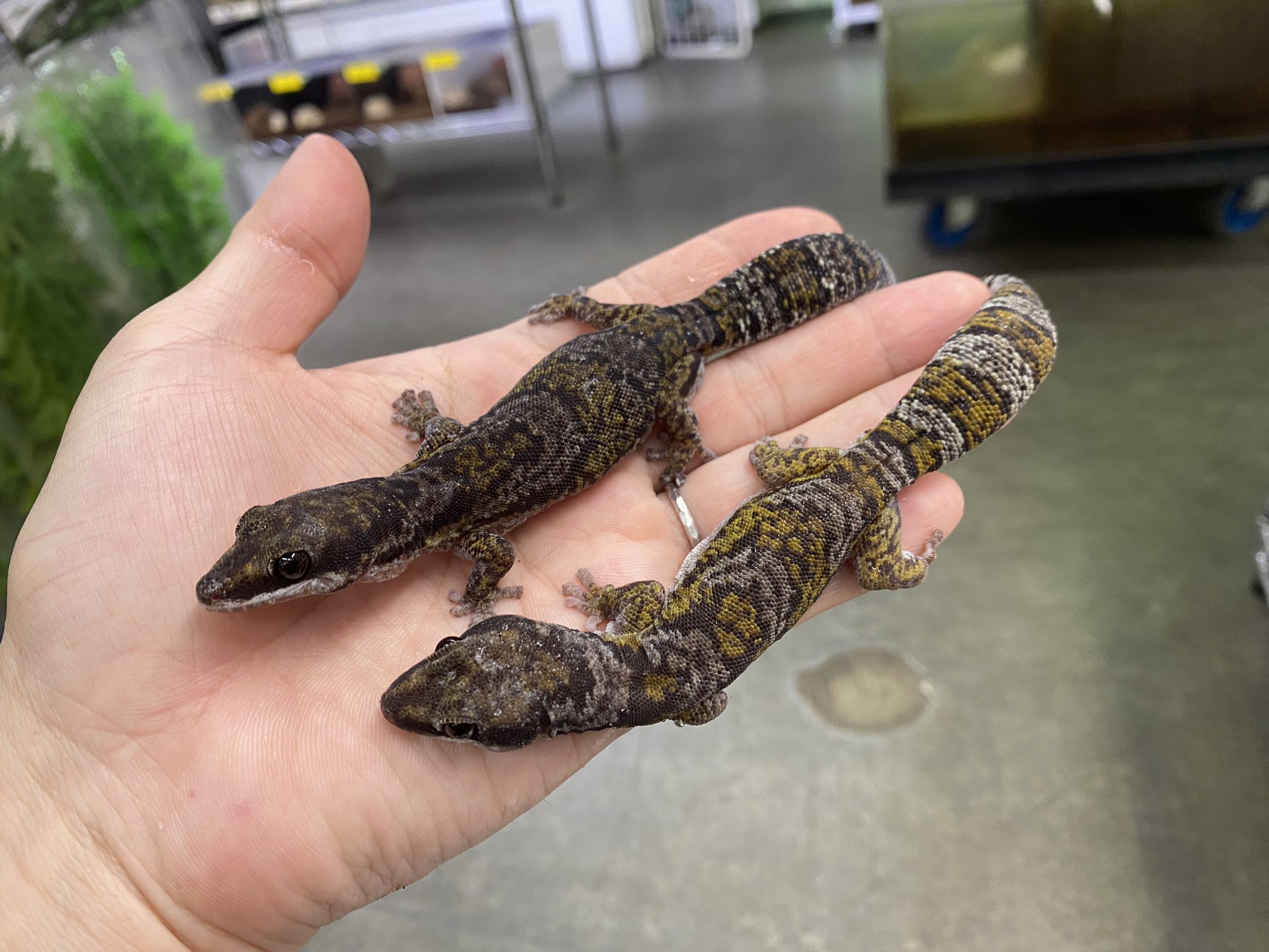 人気種色々！新着樹上棲ヤモリ！！＠みなとペポニ | 名古屋のペット