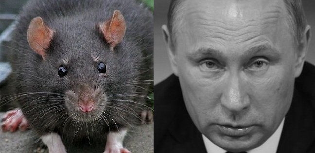 abuviktor1's tweet photo. Воспоминания одноклассника Путина

Игорь  Резников репатриировался в Израиль из Питера. Живет он в иерусалимском  районе Наве Яаков. Работал инженером на заводе ЛМЗ. Когда зашел  разговор, выяснилось, что он заканчивал 193 школу в Питере на канале  Грибоедова. Ту самую, где учился Путин.
- А с ним вы были знакомы?
-  А как же! 8 лет в одном классе. Дерьмо пацан был. Не любили мы его.  Кличка его была Крыса, потом Стукач. Он ведь по любому поводу жаловаться  бегал. Поэтому пиздили мы его в темную.
А на крысу он до сих пор похож, вы приглядитесь.
- Учился он как?
-  Средне. Но учителя его боялись. Он на них жалобы писал в гороно,  министерство просвещения, КГБ. По каждой такой жалобе комиссия  приходила. Жалобы были анонимными, но его по почерку вычислили. Так его  ненавидели и учителя и ученики. Потом выяснились вещи и похуже. Нам об  этом рассказал Петя Васильев, в нашем же классе учился. Вова ему  предлагал участие в забаве – кошек вешать, ну а Петя учителям рассказал.  На чердаке дома, где Вова Путин жил, нашли трупы повешенных кошек с  выколотыми глазами…. Шуму тогда много было…
Собирались его переводить  в школу для детей с психическим отклонениями. Родителям его как-то  удалось замять дело. Может, заплатили, не знаю.
Потом, извините,  неудобно даже говорить… воняло от него. То ли мылся плохо, не знаю. Уж с  ним и учителя на эту тему беседовали. Может, какая болезнь, не знаю,  только воняло от него обычным дерьмом. Так с ним за одной партой никто  сидеть не хотел. Сам сидел. С матерью было бесполезно говорить. Как в  старом анекдоте: "Моню не нужно нюхать, Моню нужно учить".
На сборы одноклассников после окончания школы он никогда не приходил.

Марьян Беленький (belenky)
2020-09-17