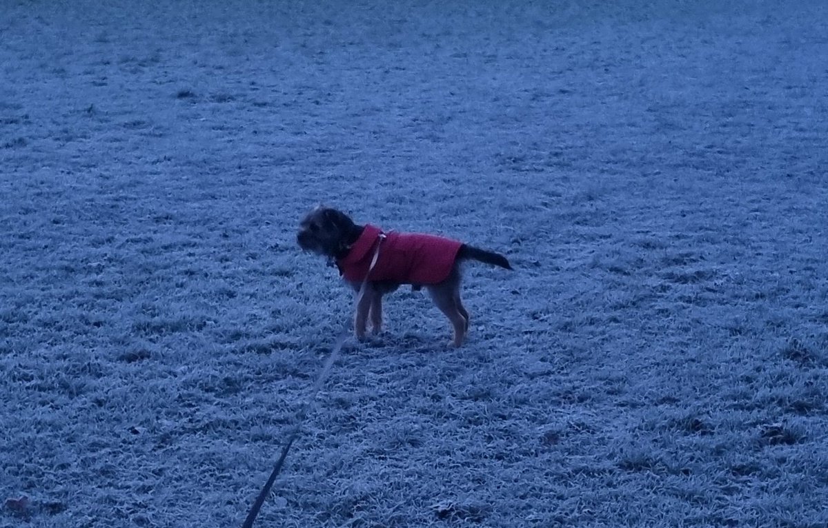 GrumpygrumpsT's tweet photo. @ArchieTerror Seereeously I's agree, I's don has to wear a coat but @Nipper_BT Trev dus. We suvvern softees donchano! #borderterrier #ProudandNoble #RuftyTufty #BTPosse https://t.co/wLrR6ZVhEQ
