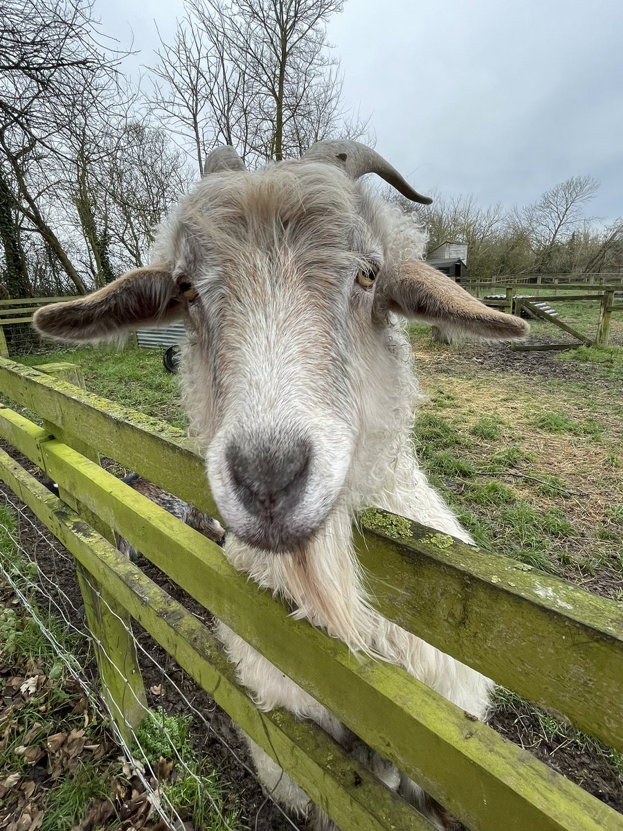 OGWL's tweet image. Visit to the goat centre