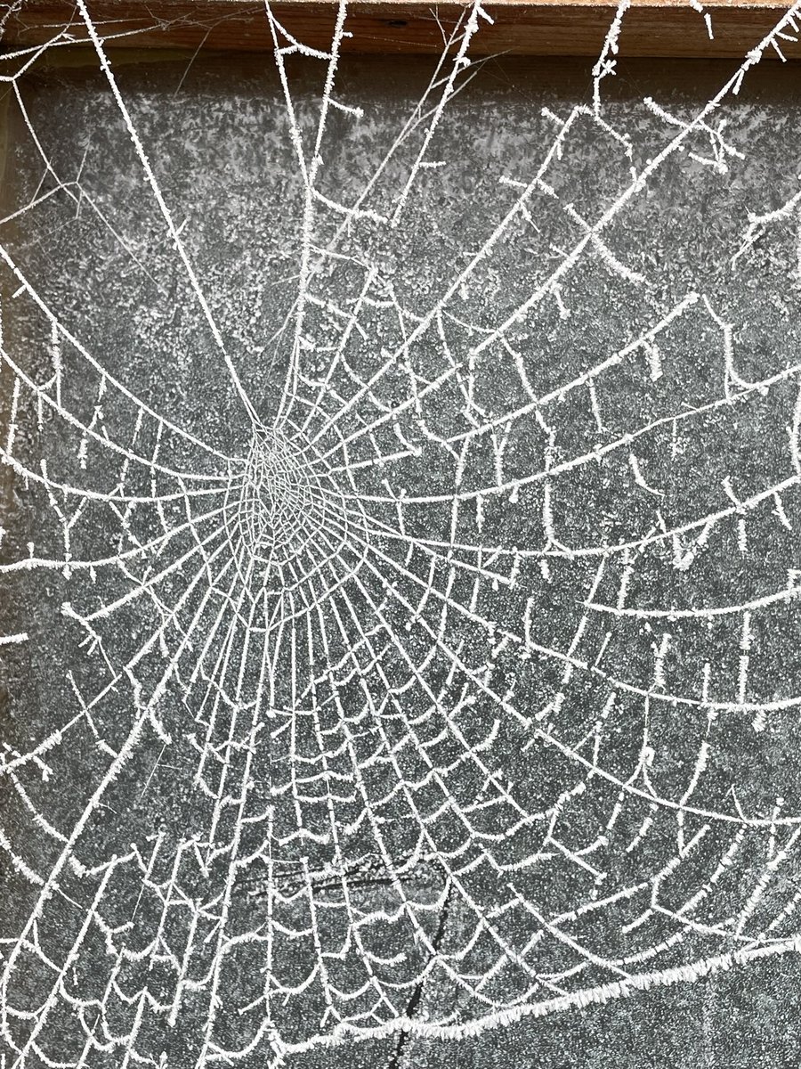 OGWL's tweet image. Cold one today