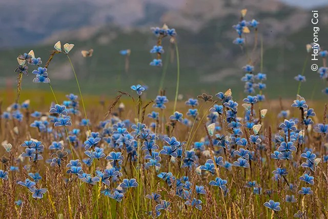 Pickaxe84199830's tweet photo. #photographer #OdetoNature #blue
Haiyong Cai - Chine
Blooming #Butterflies https://t.co/ySgsT3VSSv