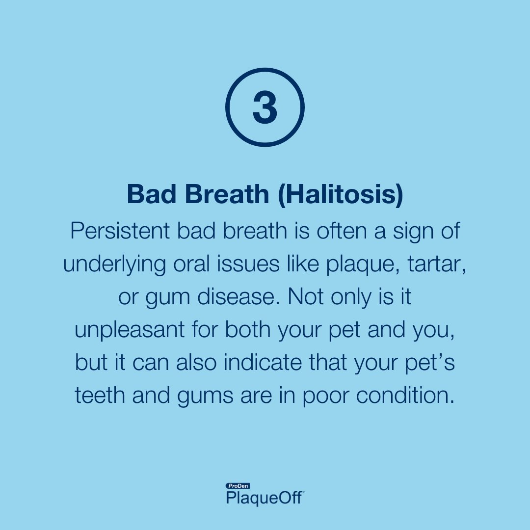 Did you know that poor dental health can lead to more than just bad breath? 🤔

From serious infections to potential organ damage, your pet’s dental care is more important than you think! 🥺💙⁠
⁠
Do you regularly take care of your pet's teefs? 🦷 Comment below!👇🏼