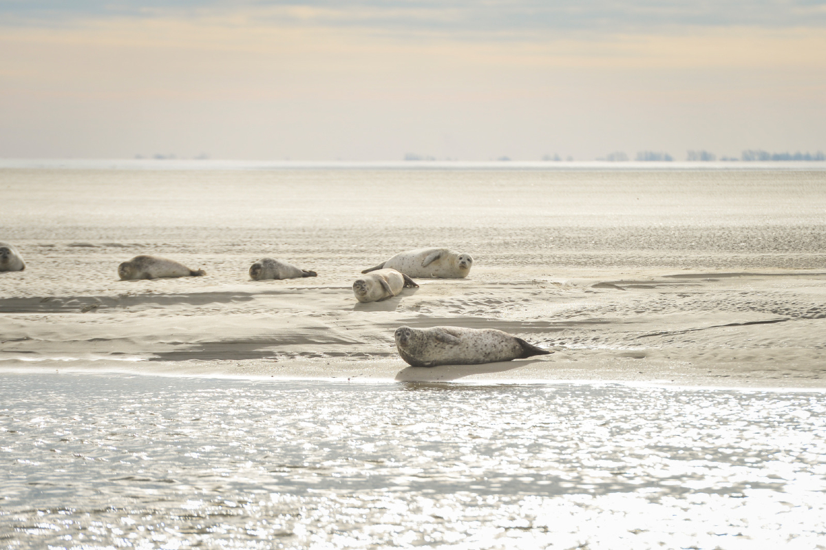 pasdecalais62's tweet photo. [Samedi insolite] Le saviez-vous ⁉️ Les #phoques veaux-marins que l'on aperçoit en Baie d'#Authie sont capables de plonger en apnée pendant 10 à 15 minutes : ils peuvent alors descendre jusqu'à 200 mètres de profondeur ! https://t.co/nFwRJcSDMn