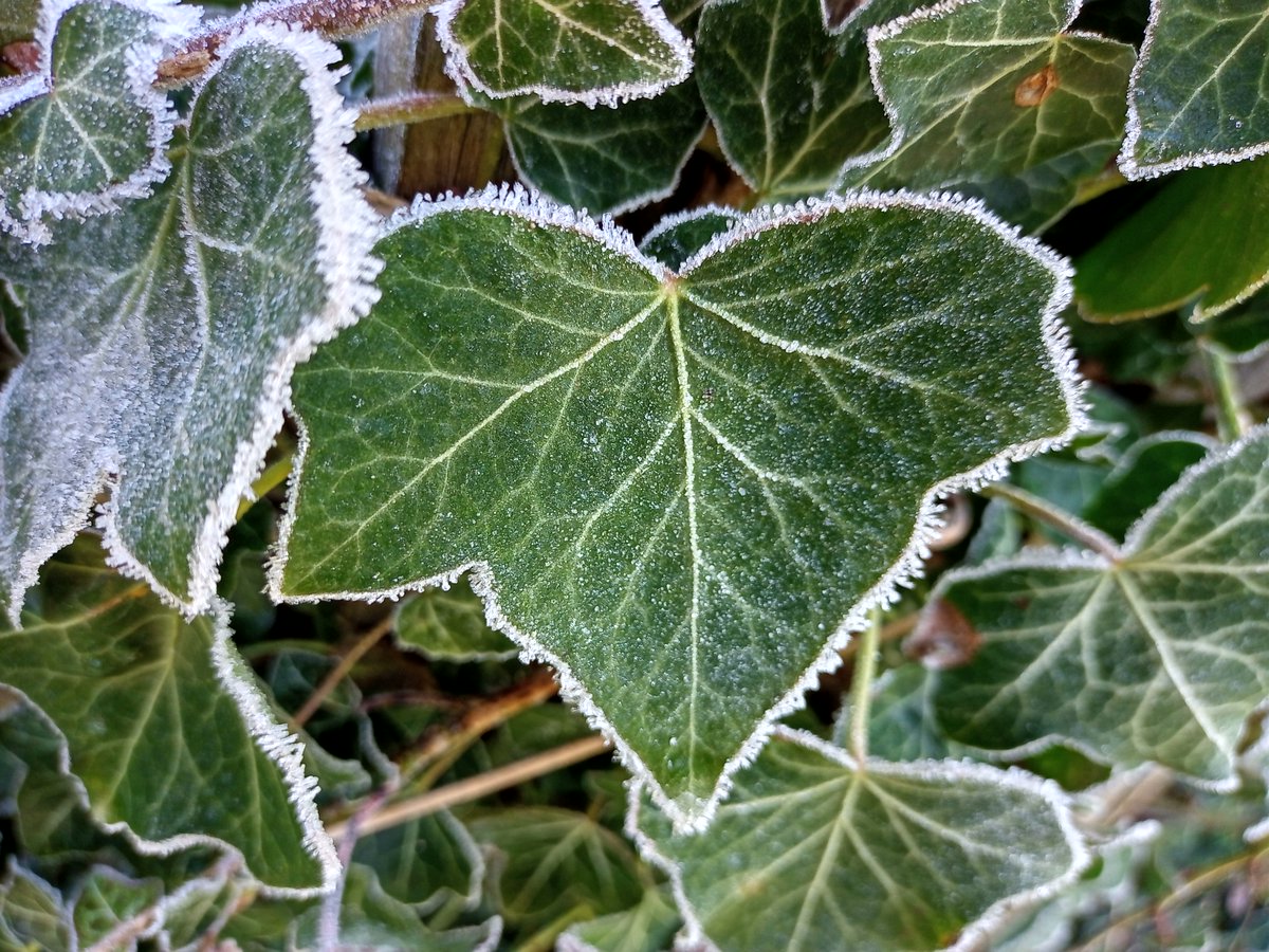 NTRiverWey's tweet photo. Beautiful frosty morning at Dapdune Wharf. The bluebells are bursting through the leaf litter so spring is not far off. #riverwey @southeastNT https://t.co/g6ZDFlvCmu