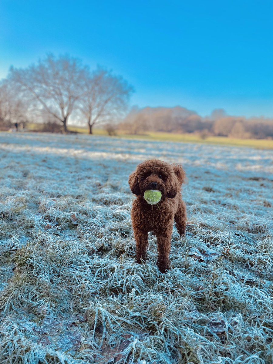 Buddy’s first frosty adventure ☀️🐾❄️