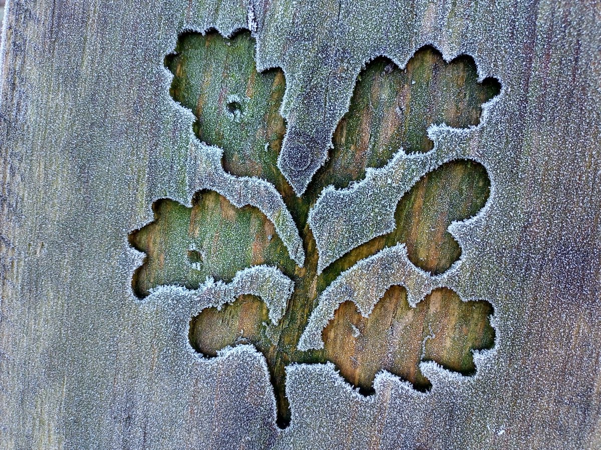 NTRiverWey's tweet photo. Beautiful frosty morning at Dapdune Wharf. The bluebells are bursting through the leaf litter so spring is not far off. #riverwey @southeastNT https://t.co/g6ZDFlvCmu