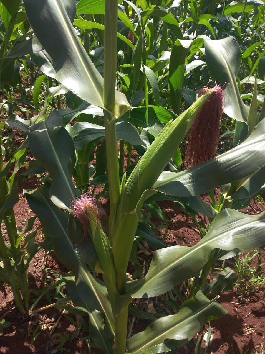 GEORGE KARANI (@georgexkarani) on Twitter photo <a href="/citizentvkenya/">Citizen TV Kenya</a> Provision of subsidized fertilizer.... Kenya leads by example <a href="/NCPB_KE/">National Cereals & Produce Board</a> <a href="/citizentvkenya/">Citizen TV Kenya</a> Provision of subsidized fertilizer.... Kenya leads by example <a href="/NCPB_KE/">National Cereals & Produce Board</a>