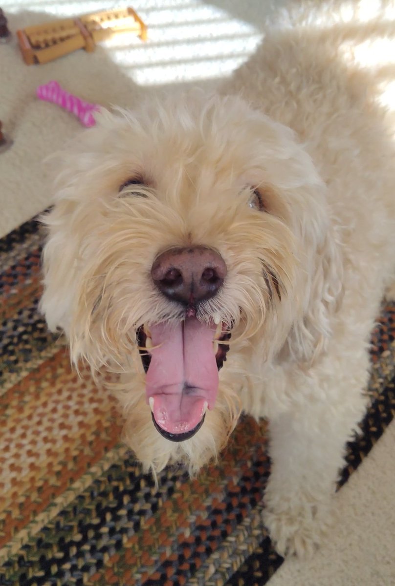 🍖Arie Bear🍖 (@ariedoodle) on Twitter photo If ever we all needed some #weekendsmiles now is the time so I brought back one of my best for you Angel Kuno 😇 and family. 😊🐻 #Kuno #dogsofX If ever we all needed some #weekendsmiles now is the time so I brought back one of my best for you Angel Kuno 😇 and family. 😊🐻 #Kuno #dogsofX