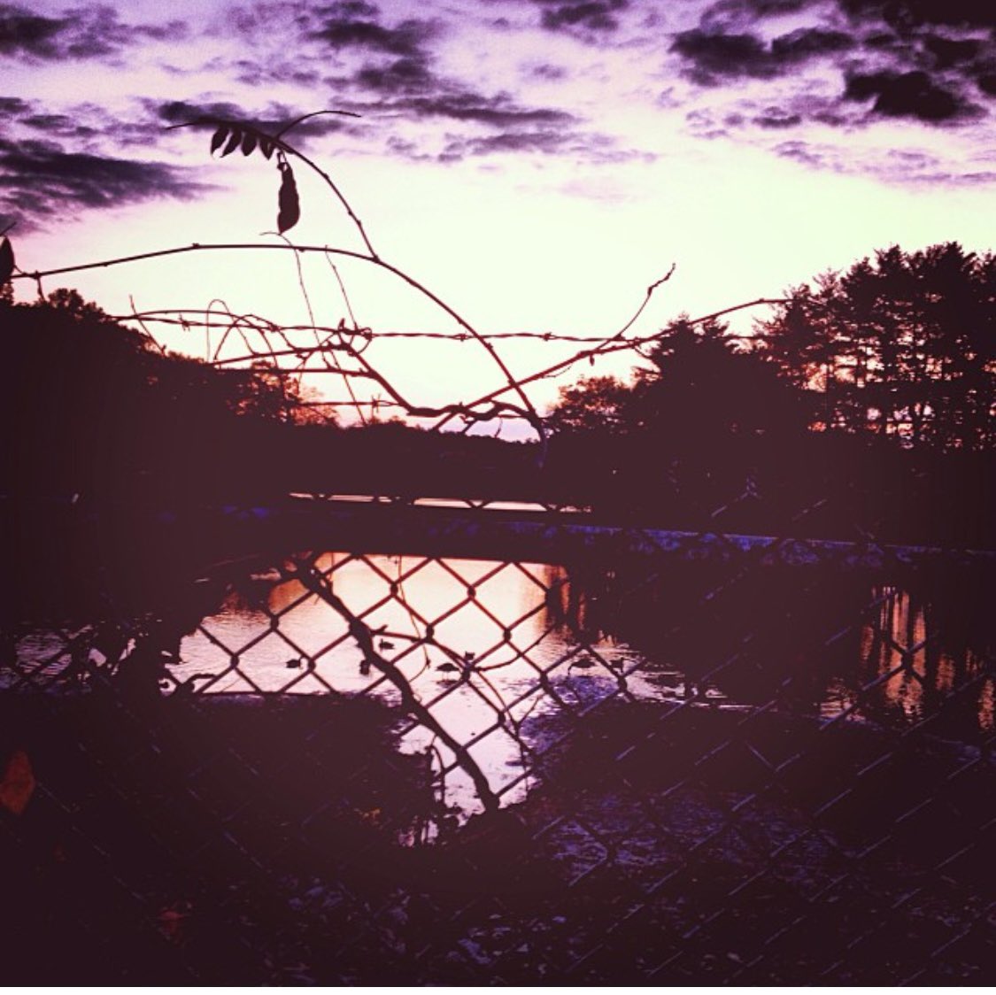 grageArtgallery's tweet image. Same time,  different days 2013 #ArtistOnTwitter #naturelovers #natureza