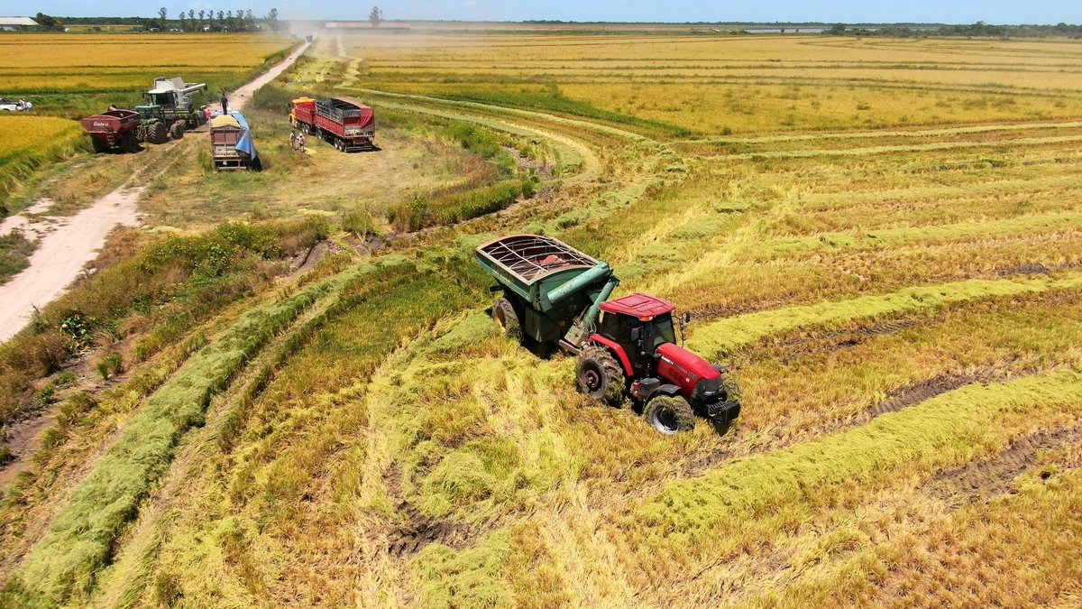 plp_group's tweet photo. ¡Iniciamos cosecha de arroz 24/25!! https://t.co/UStEsAzSPt