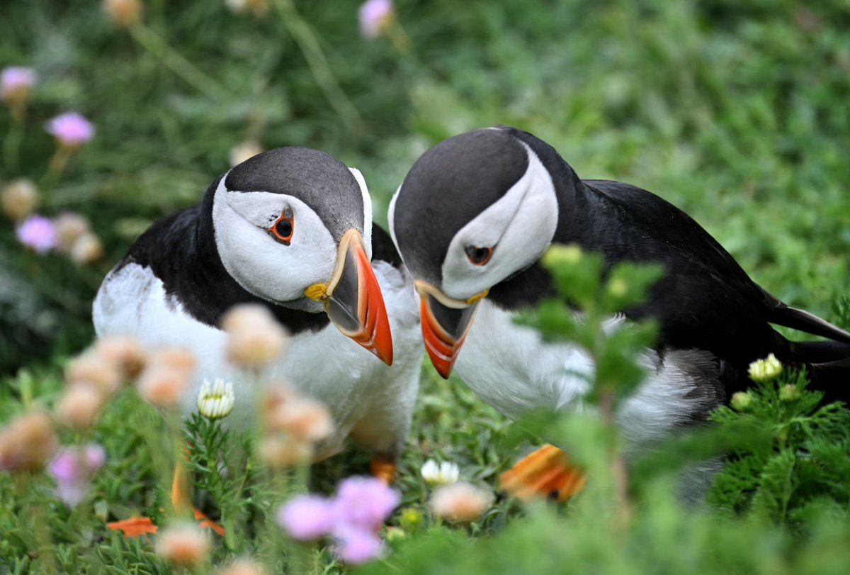 The photos I took in 2024 have been uploaded and are available for free download. Simply follow the instructions and link in my pinned (first) post. 

The new photos are located under the folder "NewPhotos2024", and Aurora photos are under the folder "AuroraPhotos".