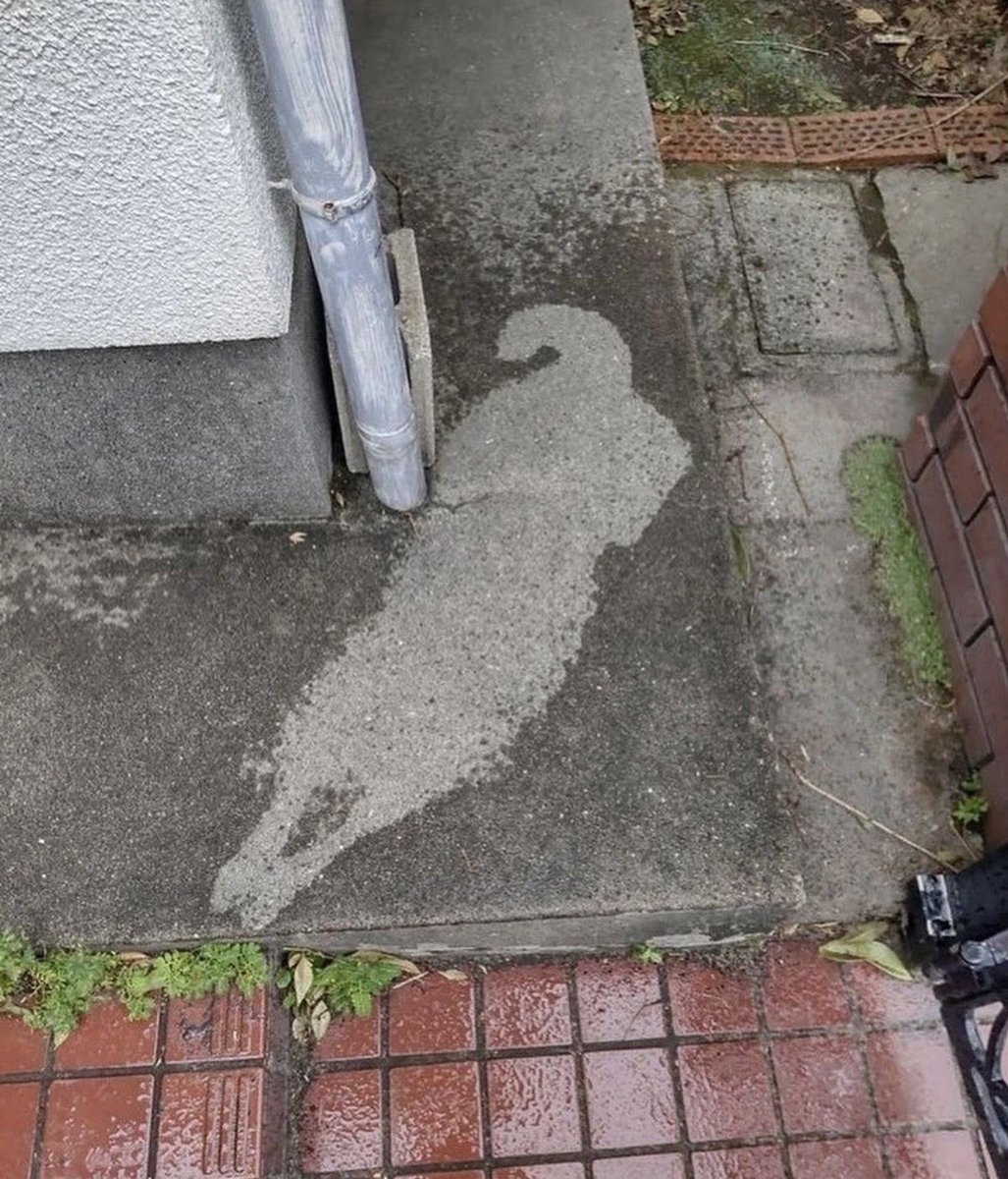 💖 (@twaniimals) on Twitter photo 