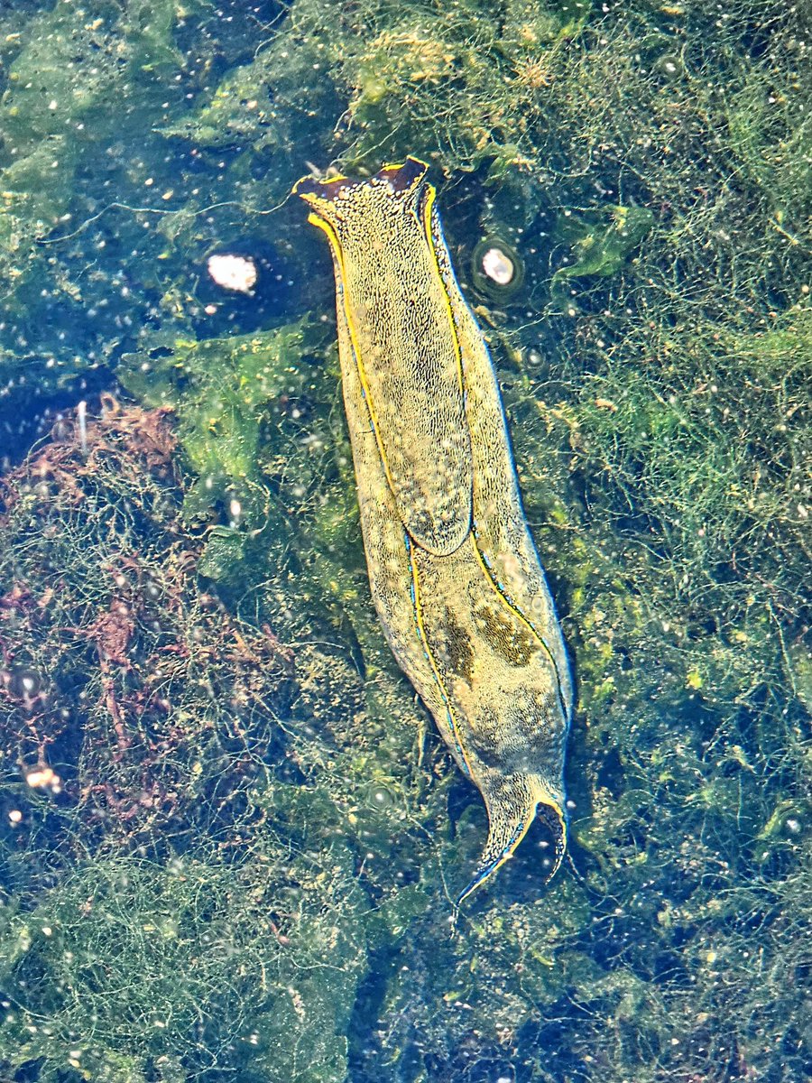 PrinceofSpirits's tweet photo. We always manage to spot some interesting sea life in the lagoon at ALA, here's a California aglaja! https://t.co/NiPSoNdq3f