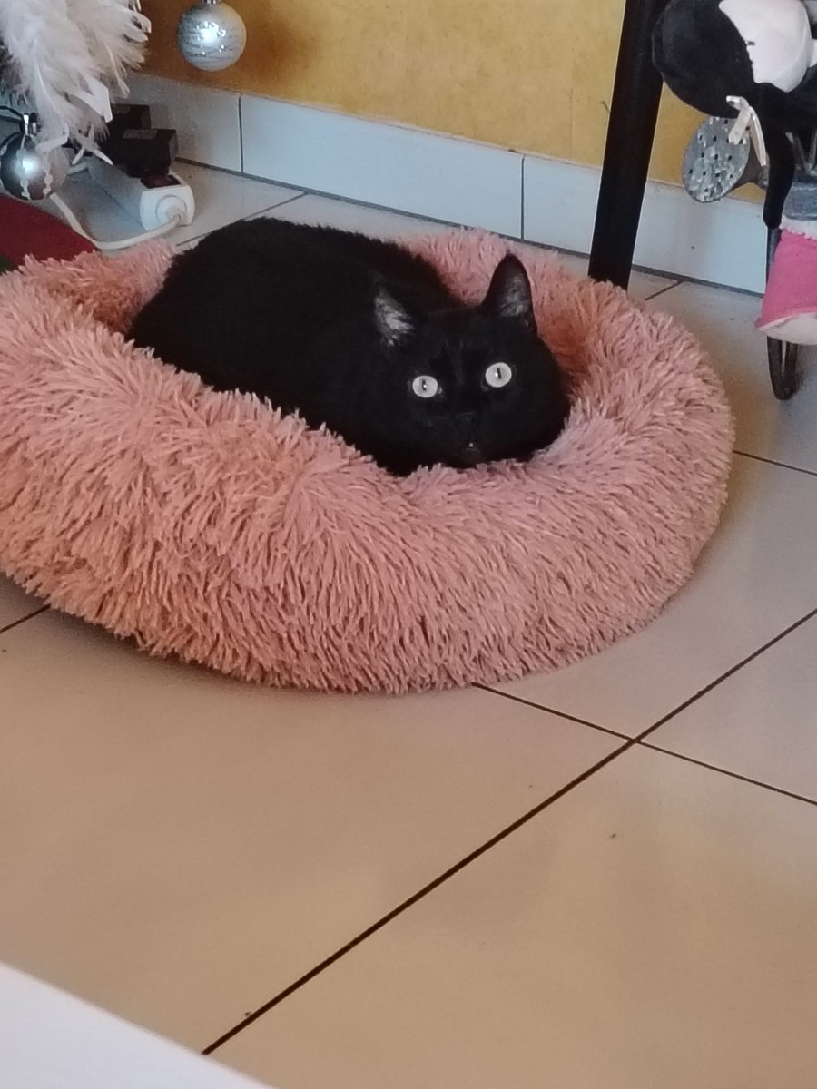 My Mystic ❤️
#HappyCaturday