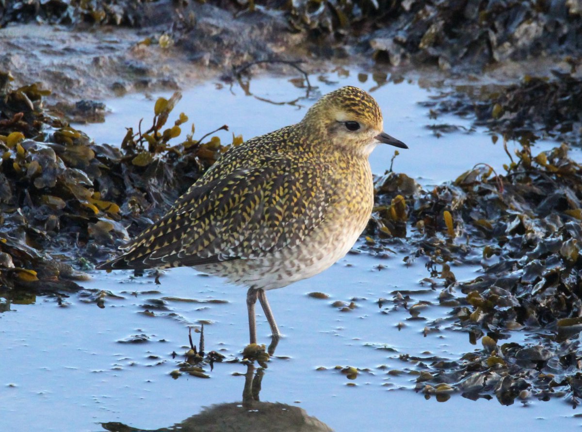 sandyclem's tweet photo. Love these beautiful birds. Golden Plover at St Mary's today #goldenplover #birdwatching #birdwatchers #BirdsSeenIn2025 #BirdsOfTwitter #birdtwitter #birding #birdsbirdsbirds https://t.co/dxvUsSBTHC