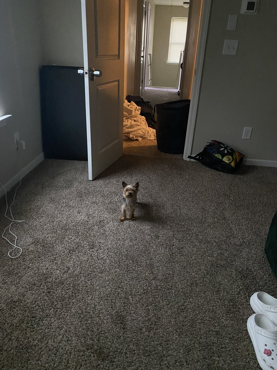 theebayyyy's tweet image. r.i.p to my son. I miss you 💔#alldogsgotoheaven