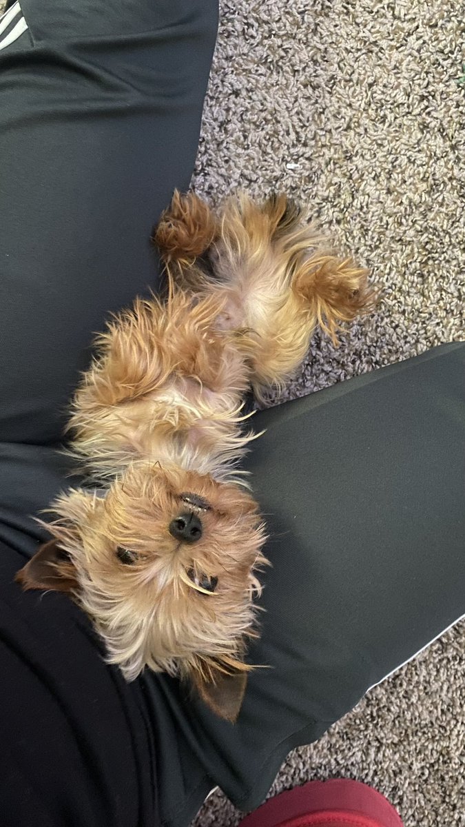 theebayyyy's tweet image. r.i.p to my son. I miss you 💔#alldogsgotoheaven