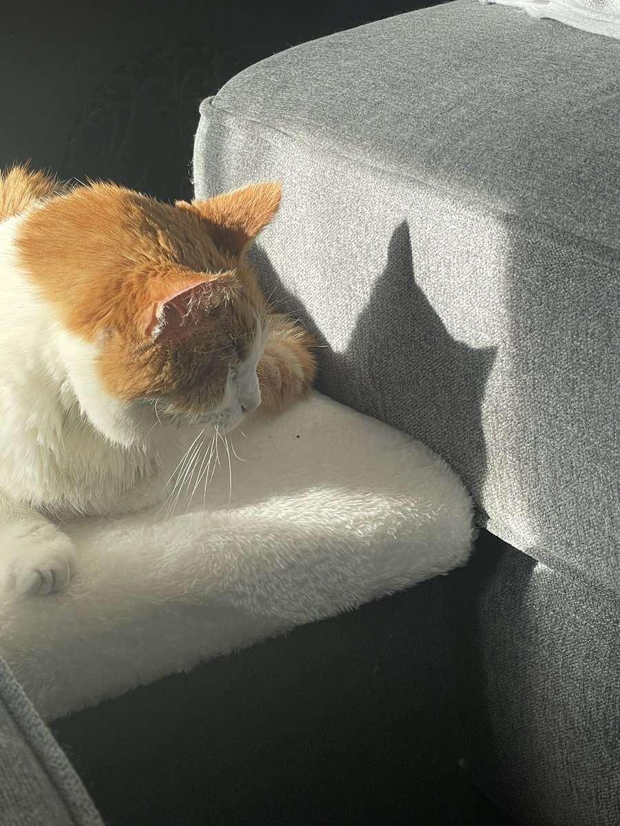 Ted sending out the Bat Ted signal