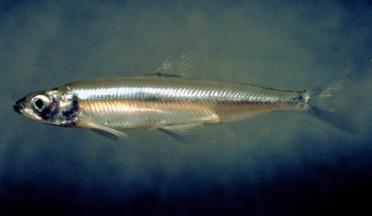 Greens have cynically used this 2-inch long fish, the Delta smelt, to ...
