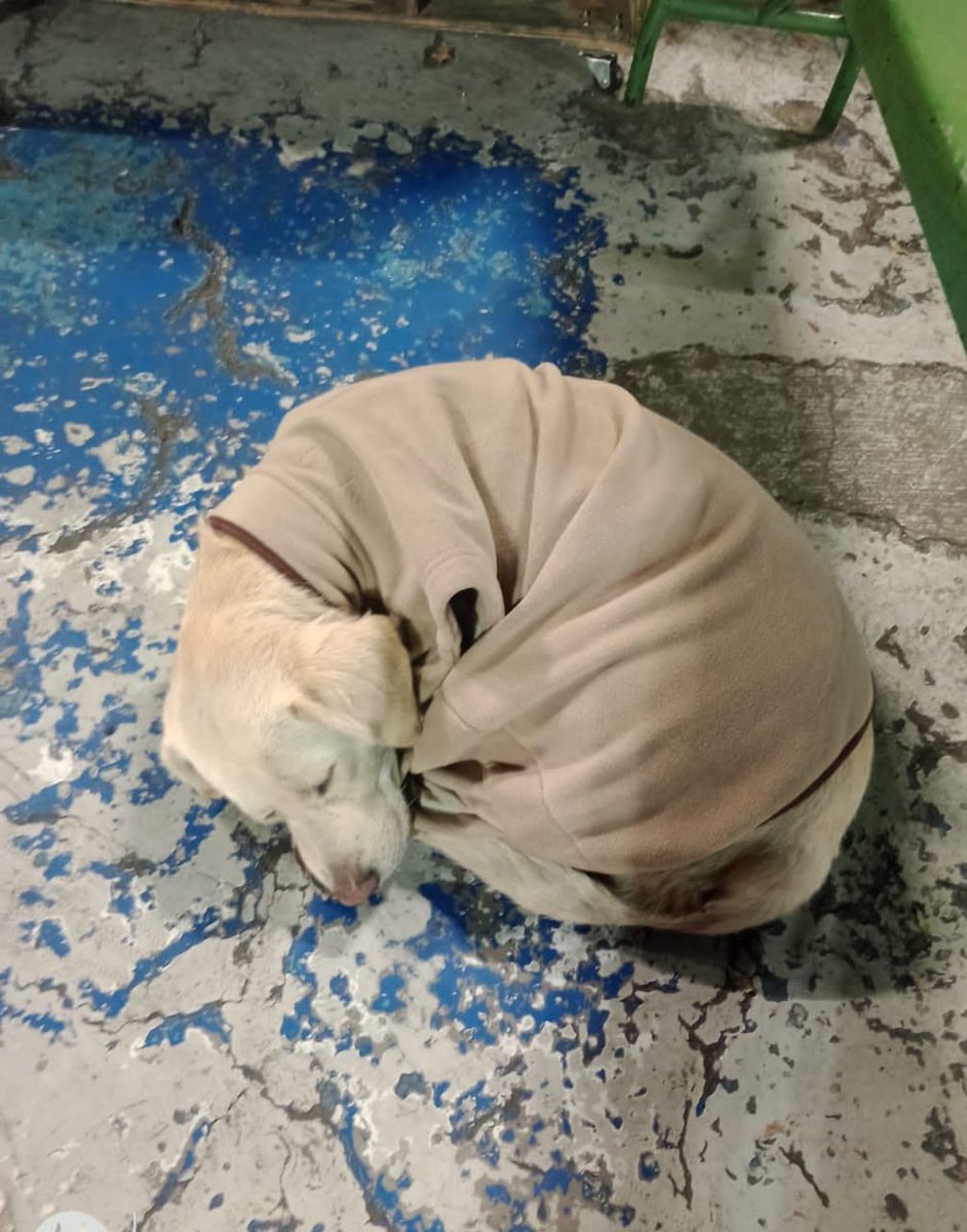 Me llamo Noa y hoy fui abandonado en la calle.

No me he movido de la zona esperando que quizás regresen por mi 🥺
Necesito que alguien me pueda ayudar dándome resguardo porque la calle es muy fría y peligrosa 💔😔

Estoy en Iztapalapa CDMX,si me puedes ayudar Hela me traslada