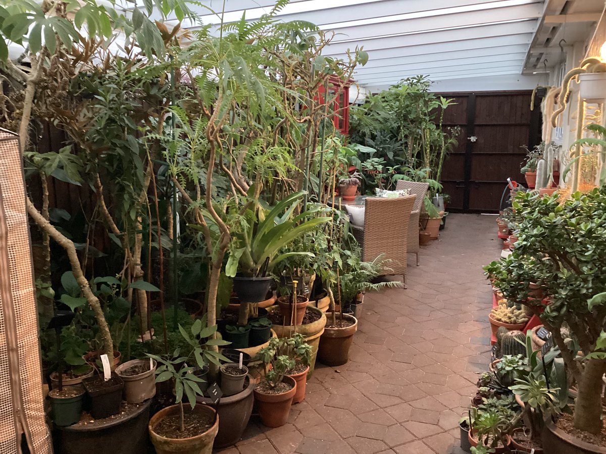 This is our plant port where we overwinter a lot of our frost tender plants 
It’s a covered area 10m x 3m. With plenty of light from the clear roof .
It’s not heated and certainly isn’t air tight 
But keeps a good 2 to 3 degrees warmer than in the garden . 🪴