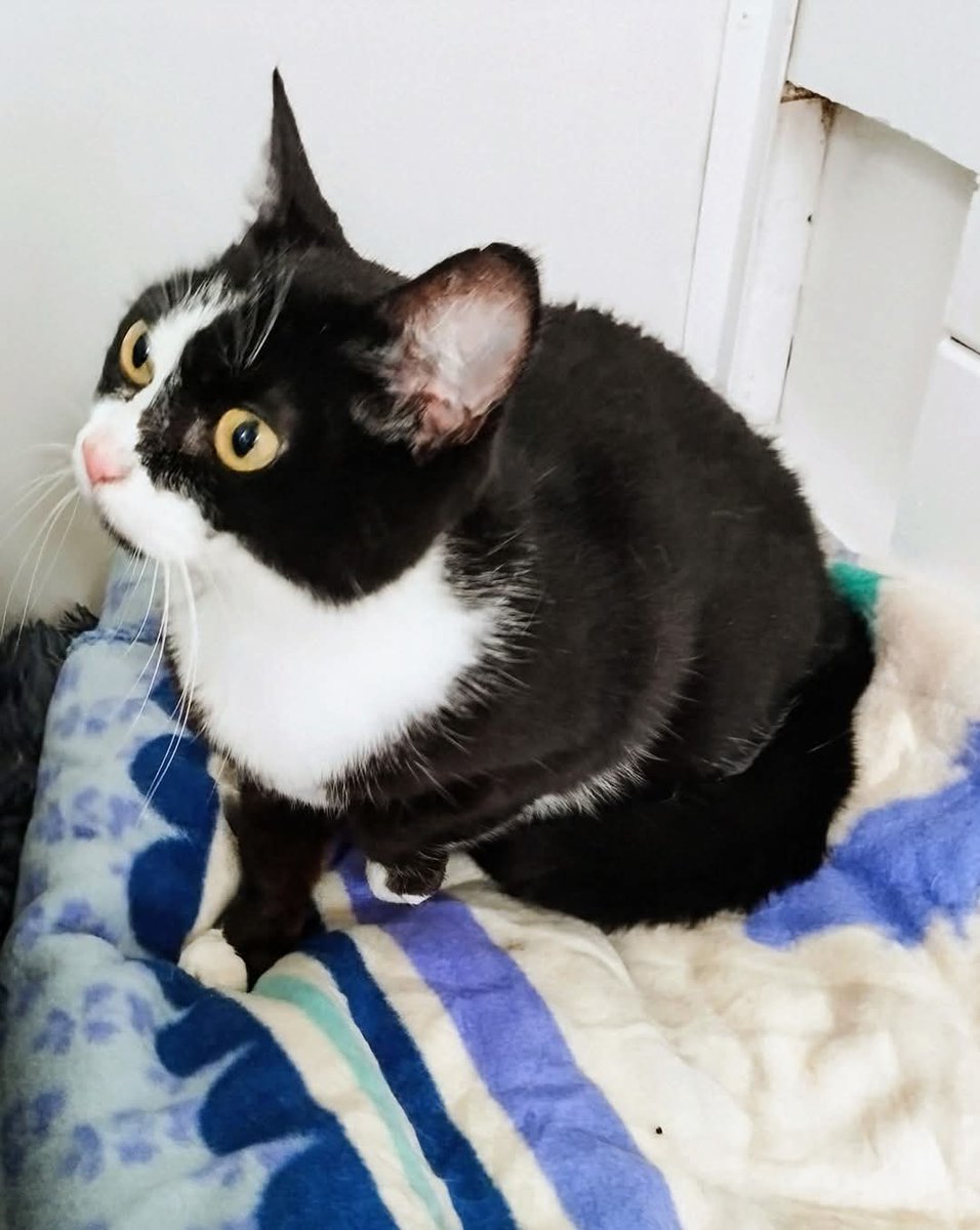 École du Chat de Quiberon 🐈 tweet media