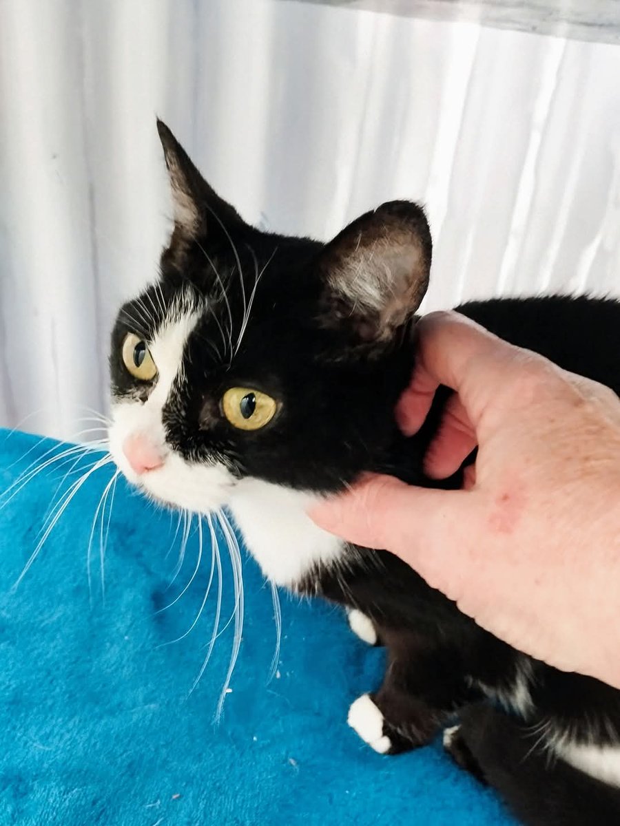 École du Chat de Quiberon 🐈 tweet media
