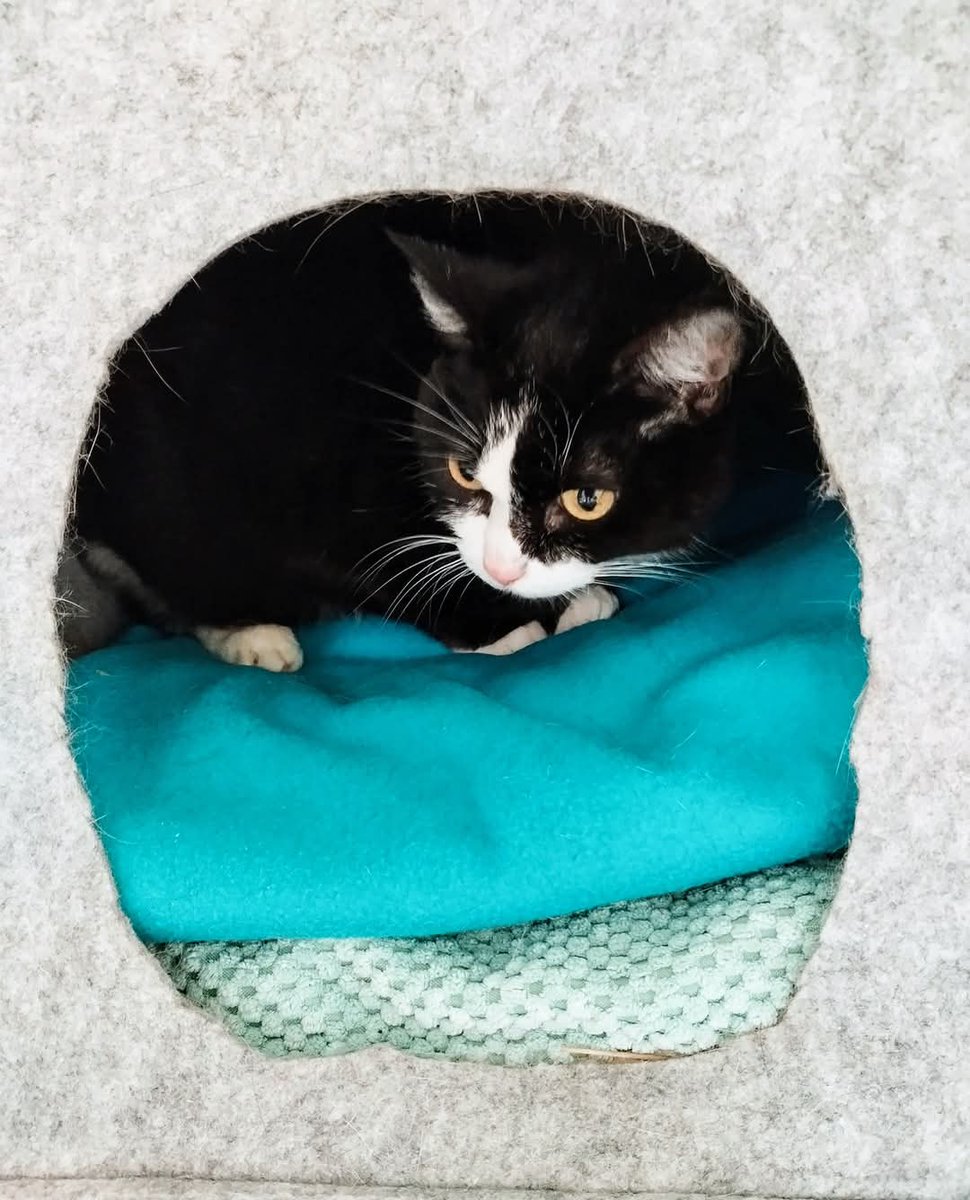 École du Chat de Quiberon 🐈 tweet media