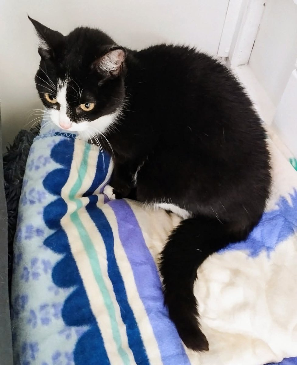 École du Chat de Quiberon 🐈 tweet media
