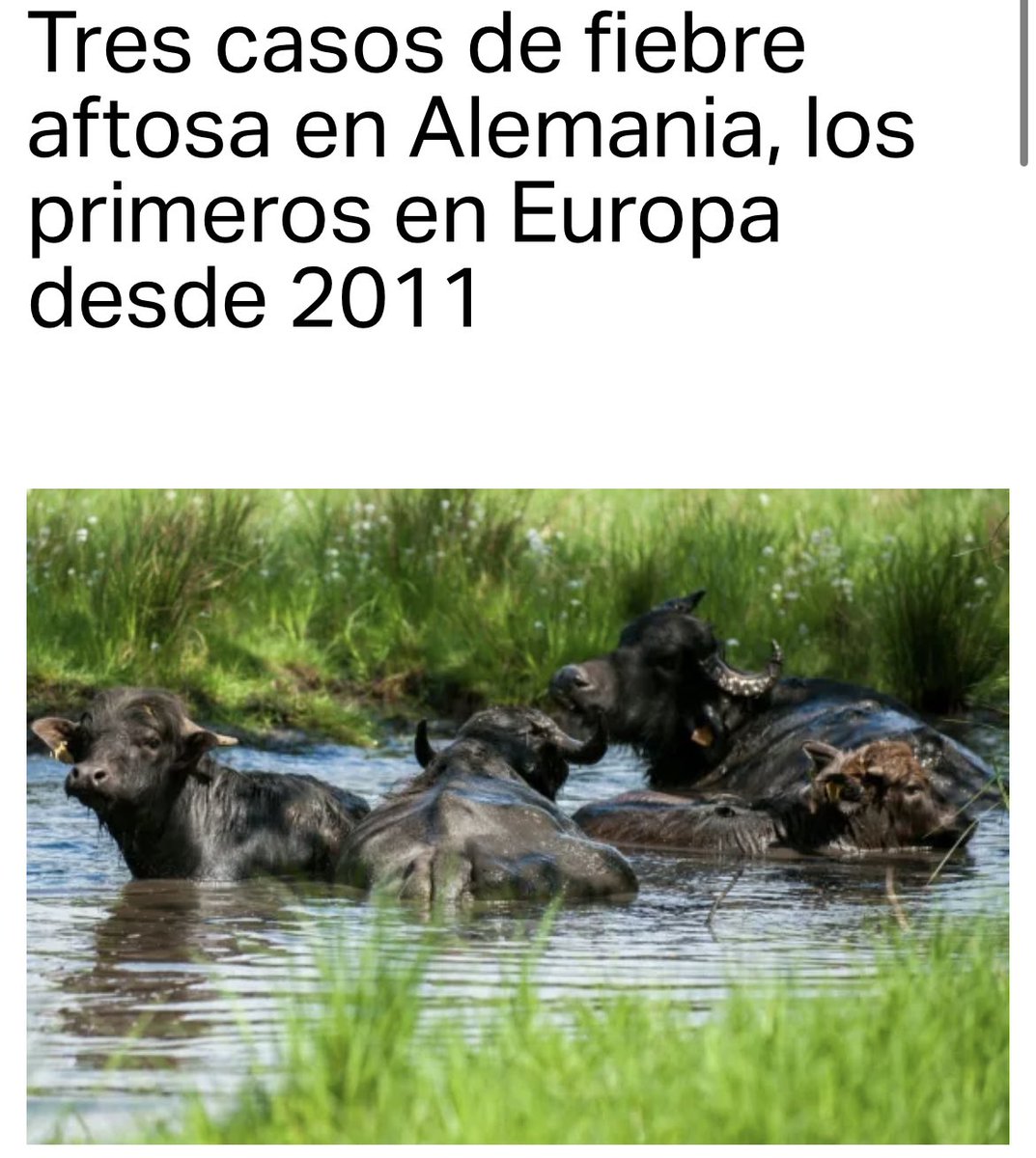 Camino Limia tweet media