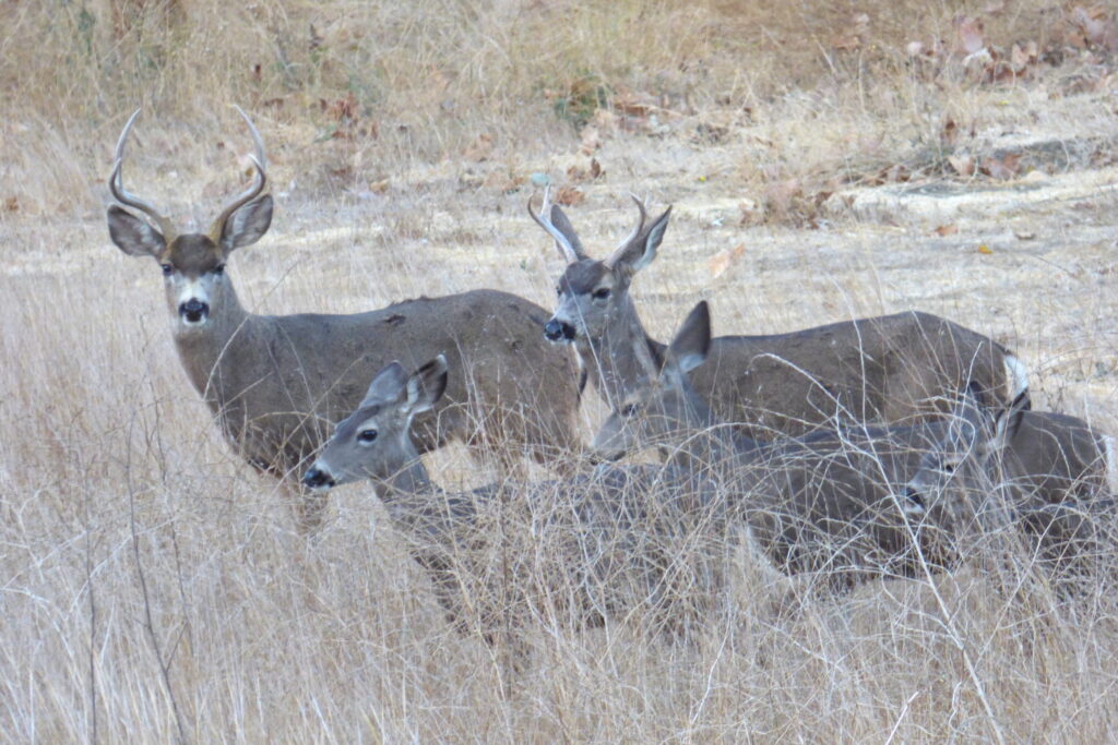 Anne Margaret Daniel tweet media