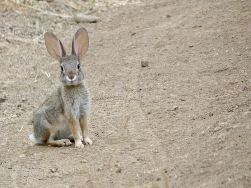 California, Los Angeles, Malibu, Topanga, Calabasas, everywhere in the area: there are many thousands of displaced animals from birds to rabbits to coyotes, mountain lions, and stray cats and dogs.
Please put out a bowl or bucket of fresh water anywhere for them. Thank you.
RT