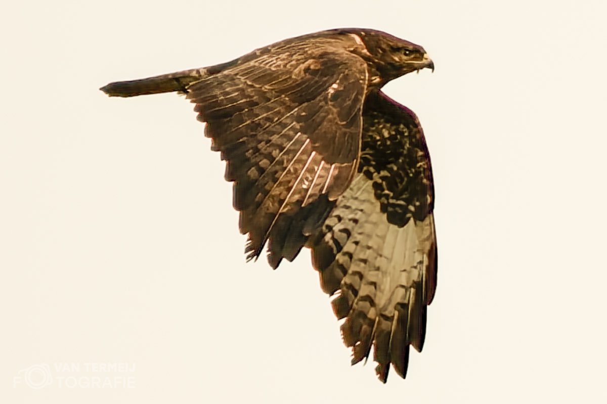 ArieJanVT's tweet photo. #biesbosch #smient #wintertaling #wittereiger #ree #buizerd mooi rondje gemaakt met #A&M fotografie. #natuurfotografie #natuurfotografie_nl #wildlife https://t.co/4WtkgIVtpS