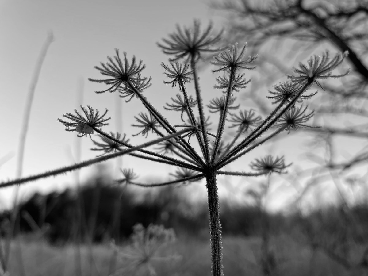 You know it’s cold when you’ve got frozen umbels! 😁

#EveryoneNeedsNature