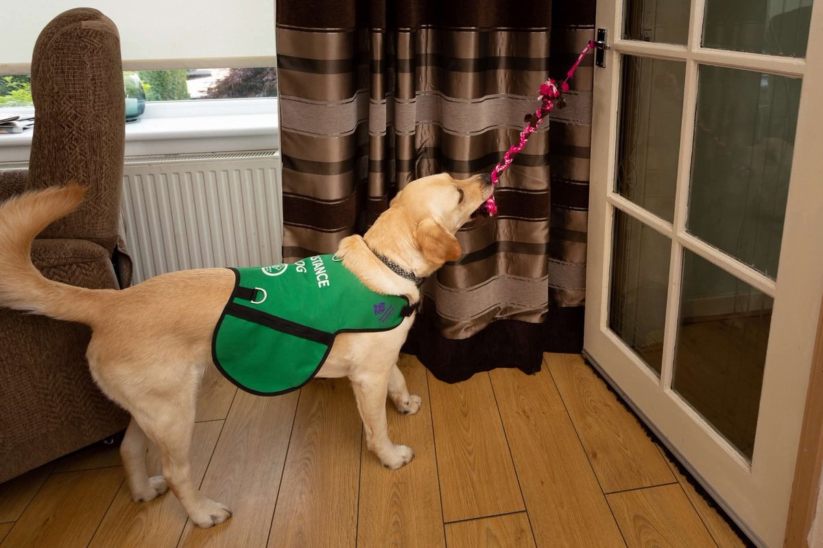 Dementia Dog tweet media