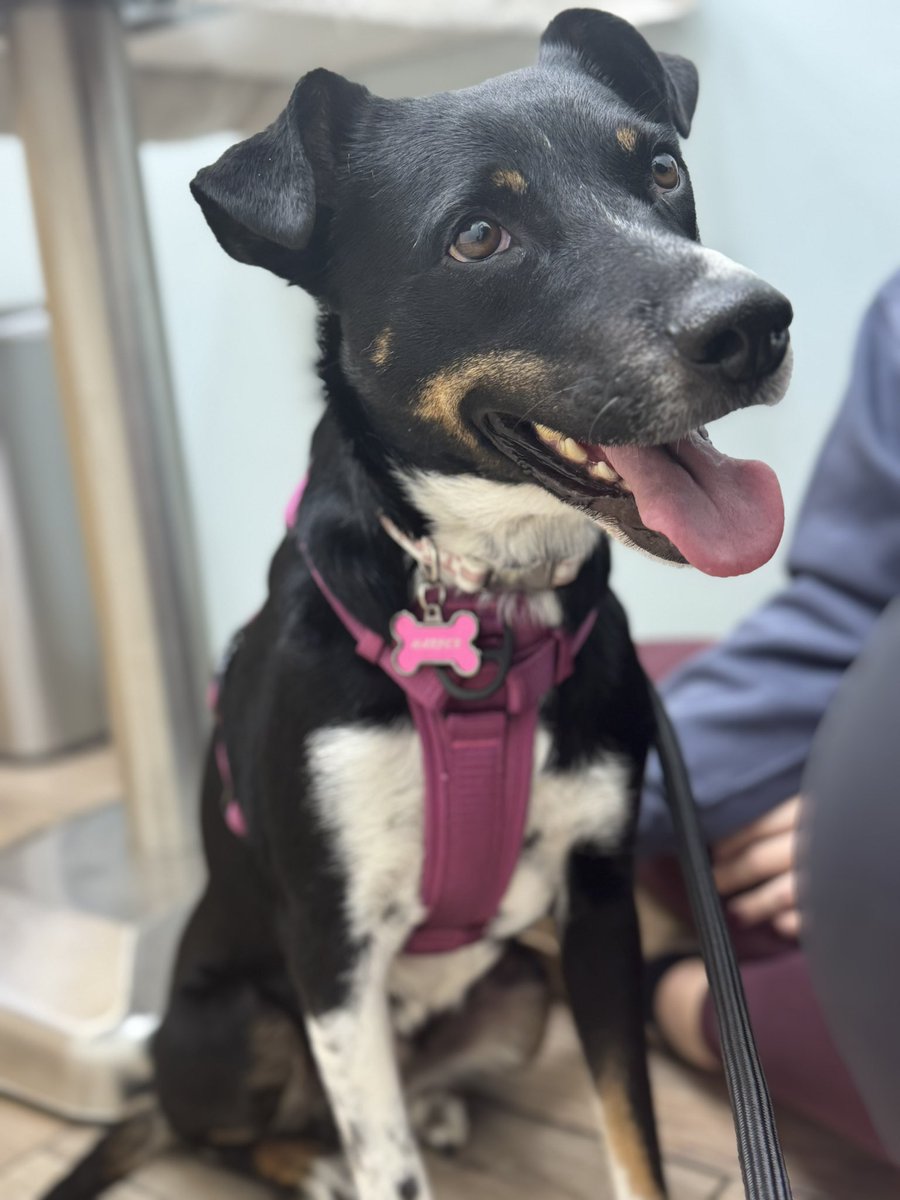 Everybody meet Harper 💕🐾