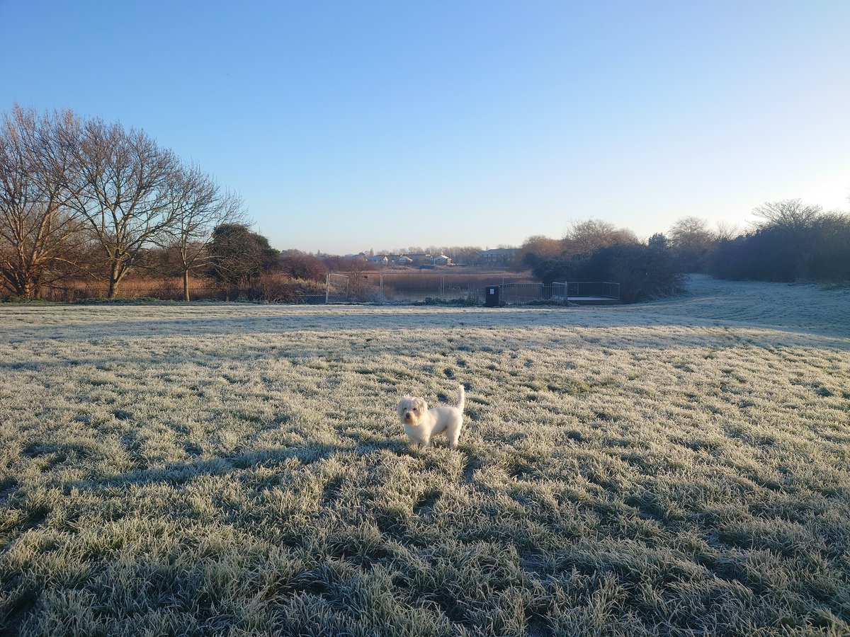 ernpup's tweet photo. Camouflage mode: engaged! βοΈπΆ #whitedogproblems #dogsofX https://t.co/ES0kiSIj3W