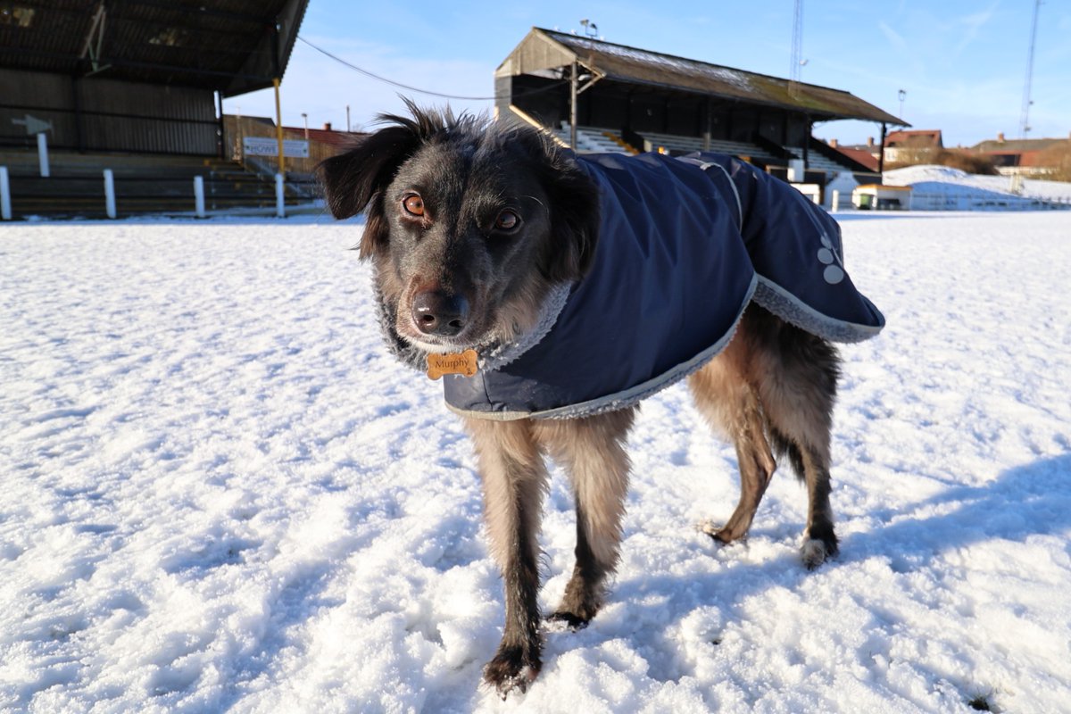 MillfieldMurphy's tweet photo. Working on my Pitch Inspection training today - apparently my assessment that the @crooktown_afc  pitch would be playable if it was match day was a bit optimistic and I still have work to do. https://t.co/WTTaliTZNF