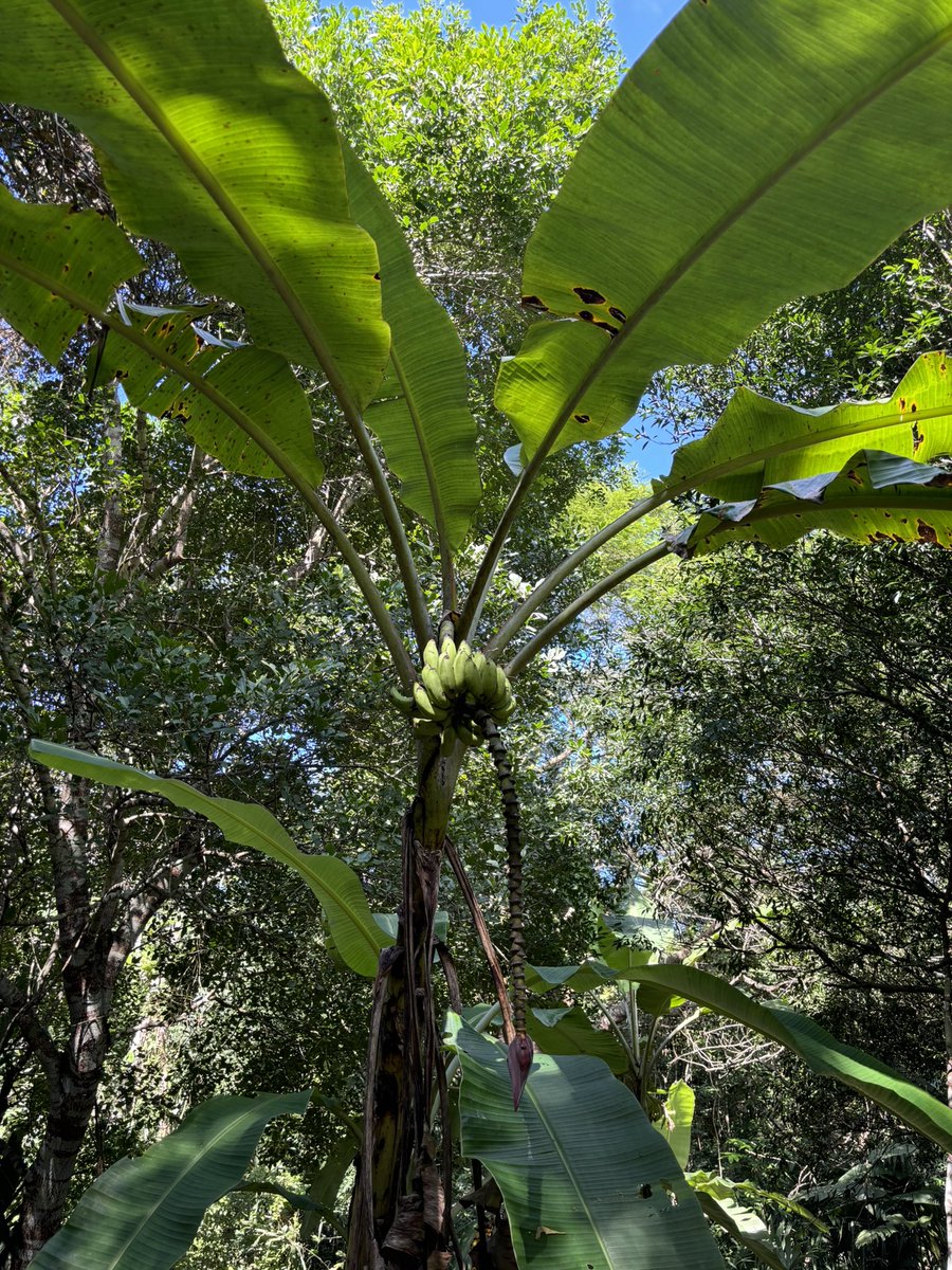 A full grown banana plant can suck up to 80 liters of water a day!

Champions of filtration and production of one of the best fruits on earth 🍌