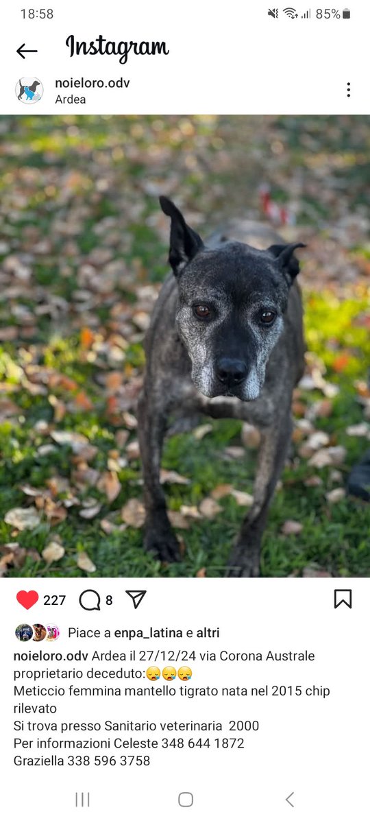 zampa_qua's tweet photo. STRAURGENTE🆘️🆘️🆘️🆘️🆘️☎️3486441872🐕Condividete il suo post affinché una famiglia,decida di amarla .UNA CUCCIOLONA di 10 anni quasi è  BUONISSIMA, il  suo proprietario e deceduto 😔 ha bisogno di UNA FAMIGLIA  🙏🏡#adotta SALVIAMOLA VI PREGO https://t.co/0DoItgUdX5