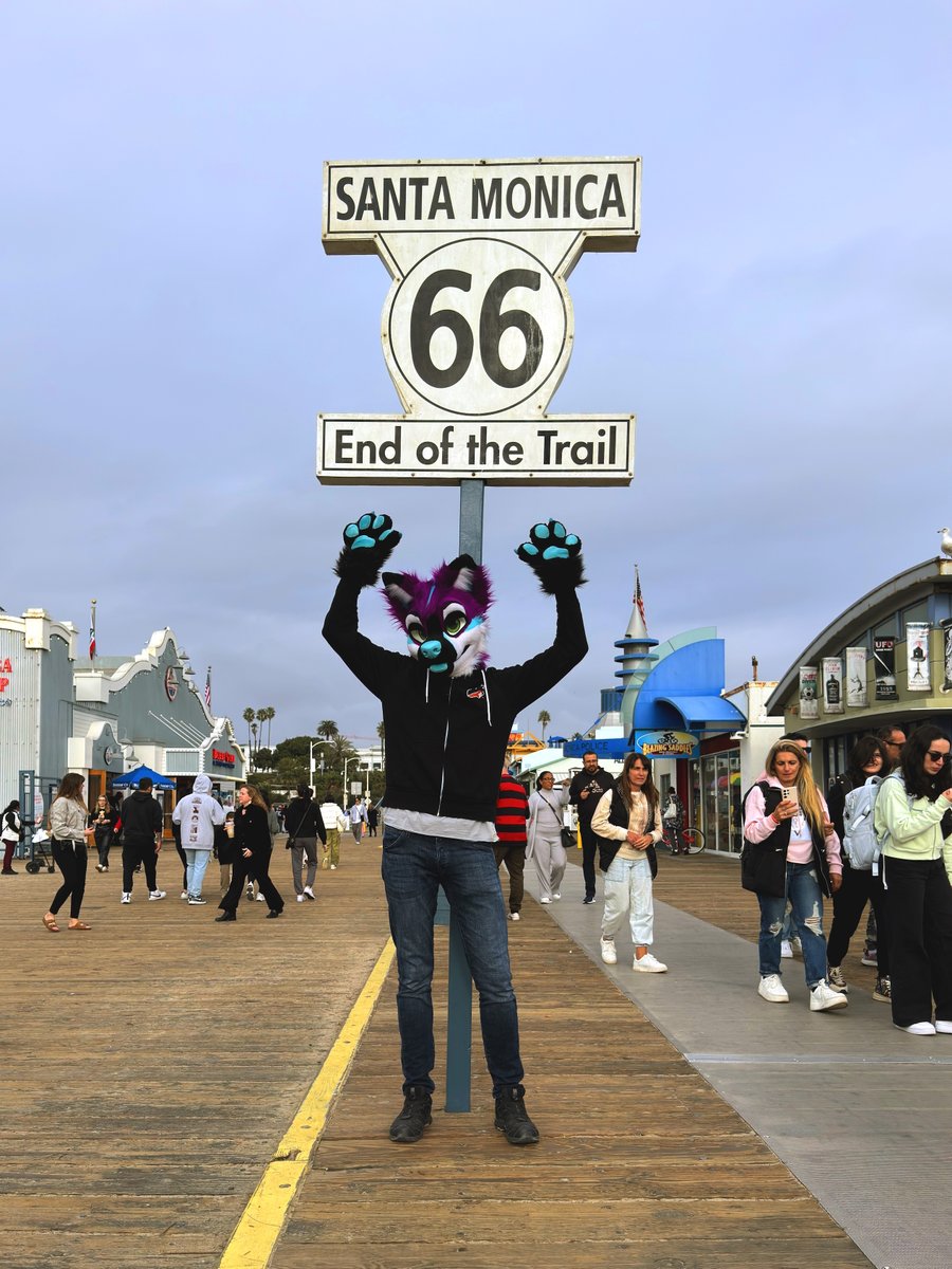 CycurCanine's tweet photo. Last year purple dog traveled all the way across country from Chicago to Santa Monica. From beginning to end #US66 https://t.co/7jLYVYimN7