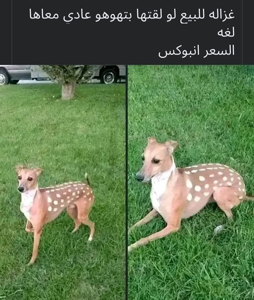 الاوردرات الاونلاين