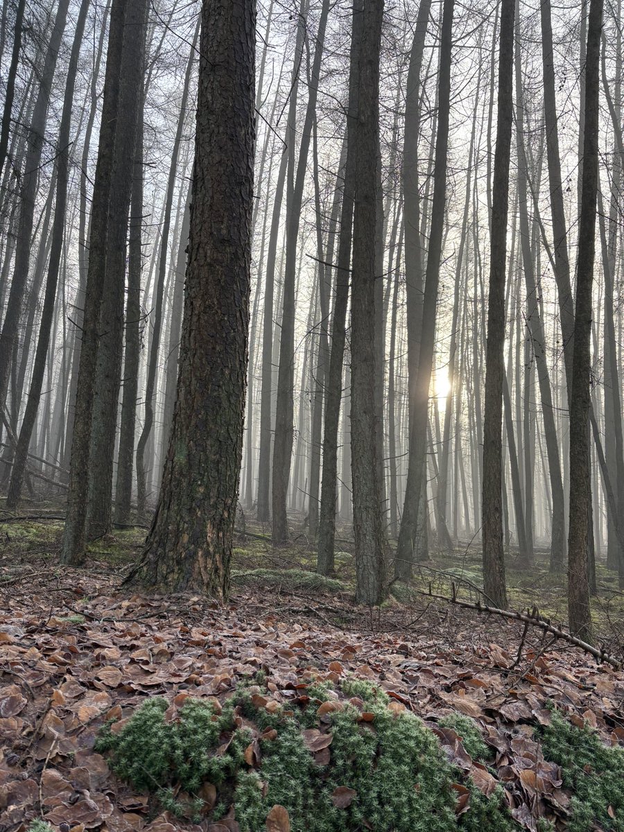 🏃🏽‍♀️op de #AmerongseBerg #UtrechtseHeuvelrug 🤩
