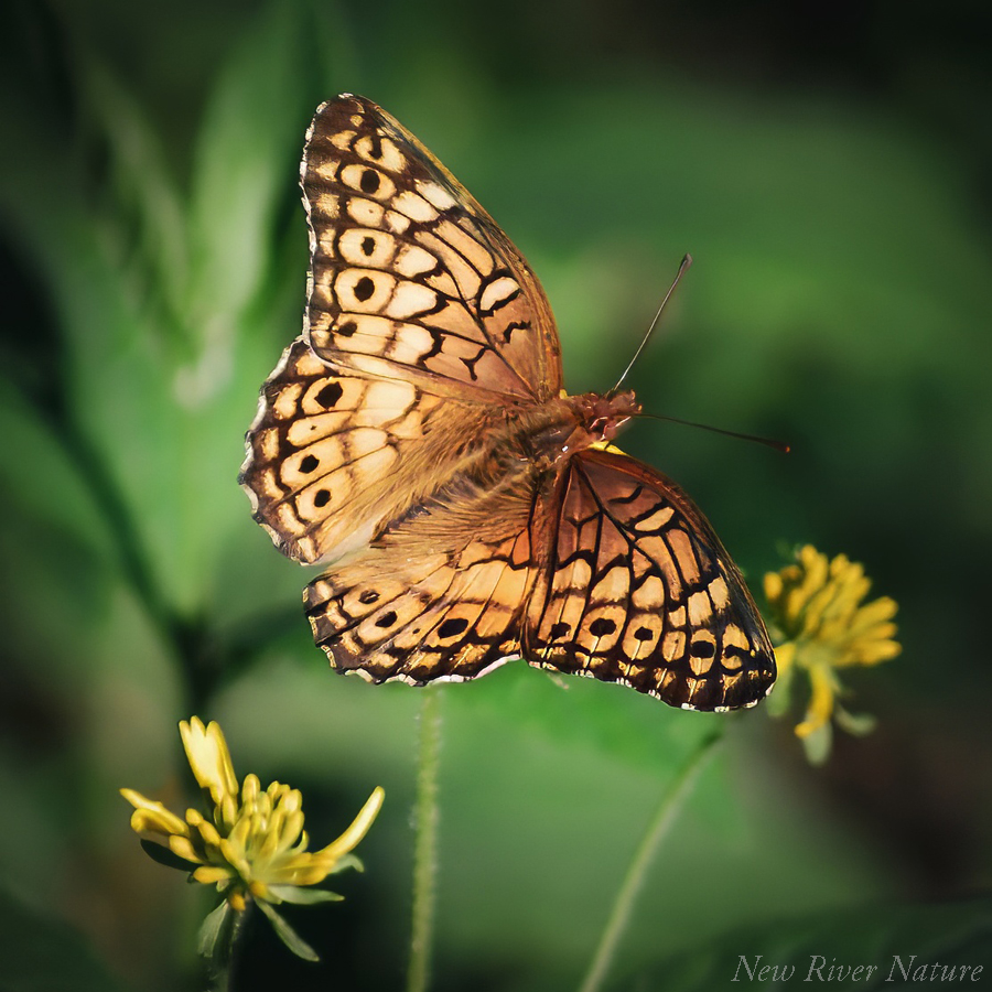 KerriFar's tweet photo. “Every moment has its pleasures and its hope.”
― Jane Austen - #VariegatedFritillary #Butterfly #NewRiverNature #ButterflyLover #NatureLovers #NatureTherapy #AutumnMemory #NaturePhotography https://t.co/ihlNAVyAlD