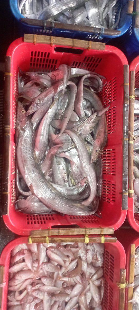 Darius Maloring tweet media