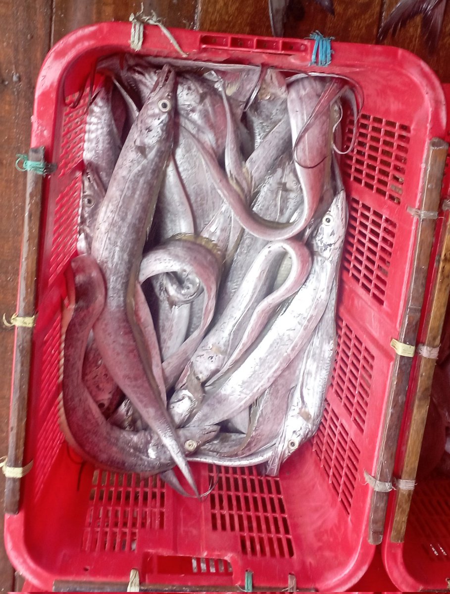 Darius Maloring tweet media